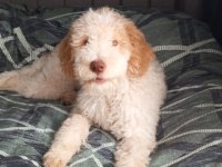 Lagotto romagnolo 4 aylık