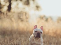 Renkli Gözlü Irk Garantili French Bulldog Yavrularım