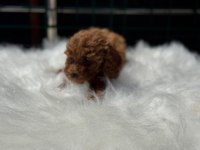 Petmode köpek çiftliğinden kore toy poodle