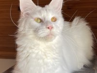 Maine coon xxxl