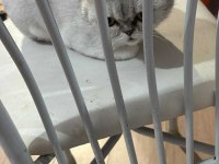 British shorthair dişi 7 aylık