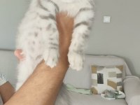 Dünyalar güzeli 3 aylık scottish fold longhair
