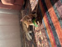 çok tatlı ve oyuncu bir kedi yuva arıyor acil