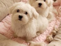 Orjinal Maltese Terrier