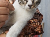 KEDİMİZ SHAKY TATLI OĞLUMUZ YUVA ARIYOR