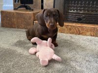 Mini Dachshund Sosik Köpekler Yuvaya Hazır