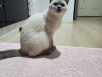 6-7 Aylık British Shorthair