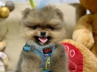 Mini teacup erkek pomeranian boo