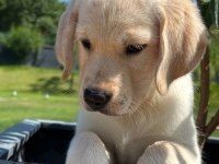 Labrador Retriever Yavruları Muhteşem Formda