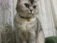 8 Aylık Kedimi Sahiplendiriyorum