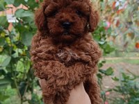 Irk Ve Sağlık Garantili 10 Numara Poodle Yavrular