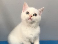 70 Günlük British Shorthair (Beyaz - Mavi Gözlü)