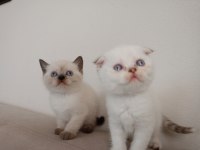 British Shorthair Minikolarım