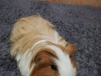 Erkek sheltie ginepig hemen hemen 1 yaşında sayılır