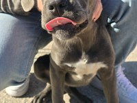 Cane corso blue 4.5 aylık renkli göz erkek