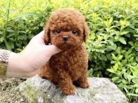 Tuvalet eğitimli 2 aylık poodle dişi yavru yuvasını arıyor