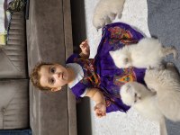 İPEK TÜY A KALİTE KEDİLER