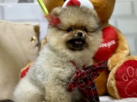 Show class pomeranian boo ayıcık kızımız