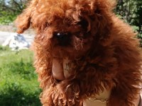 Toy poodle