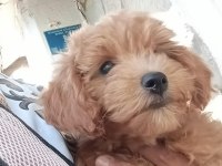 Toy Poodle Köpeğimiz