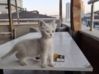 3 Aylık Yavru Kedimiz