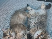 Safkan british golden tabby erkek sevgiyle büyüdüler
