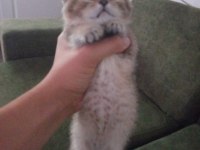 British shorthair black golden