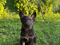 Solid Black Ve Bicolor Alman Kurdu Yavruları