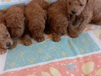 Kg garantili toy poodle yavrular