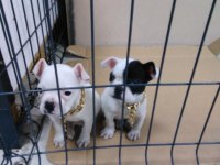 Ankara french bulldog yavruları