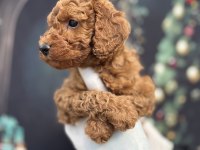 Orijinal Toy Poodle Teddy Bear Face