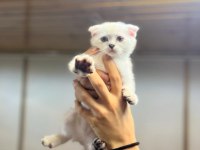 SCOTTİSH KEDİMİZİ ACİL SAHİPLENDİRMEM GEREKİYOR