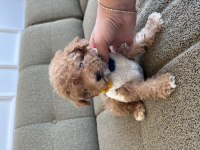 Minik maltipoo yavrum Dobby
