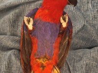 Kuşumuz Tekrardan İlandadır Evcil Eclectus