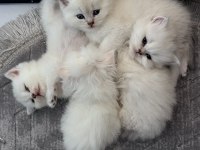 British Shorthair Yavrular (Açıklamayı Okuyun)