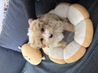 Maltipoo Köpeği