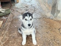 Husky Köpekler