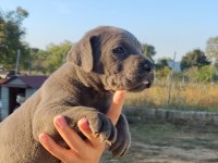A şecereli şampiyon kan hattı cane corso