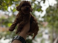 Sağlık ve ırk garantili toy poodle yavrularımız