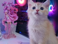 GOLDEN BRİTİSH SHORTHAİR ERKEK