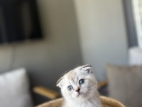 SCOTTISH FOLD SILVER YAVRULARIM 