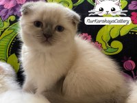 Scottish Fold Blue Point Yavru