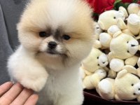 Orjinal Pomeranian Boo