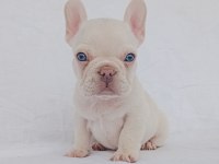 Ankara Exotic french bulldog