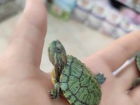 Su Kaplumbağası Bebek Kırmızı Yanak