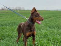 10 aylık kızıl doberman erkek