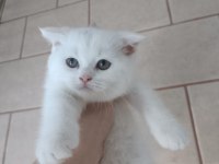 Tüm eğitimleri verilmiştir scottish fold