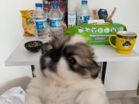 Köpeklerimize çok iyi bakabilecek aile arıyorum