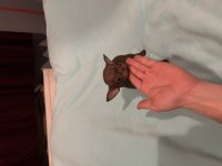 Irk ve Boyut Garantili Rus ve Ukrayna Şivava Yavrular