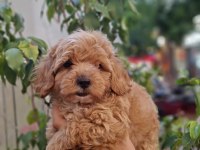 Maltipoo YAVRULARIMIZ ırk ve sağlık garantili